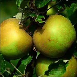 An Egremont Russet Apple Tree